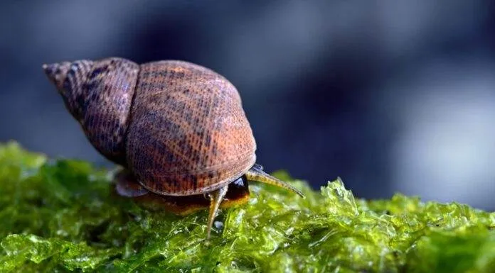 Les détritivores : premiers et indispensables habitants d’un bac récifal Escargots d'un bac récifal