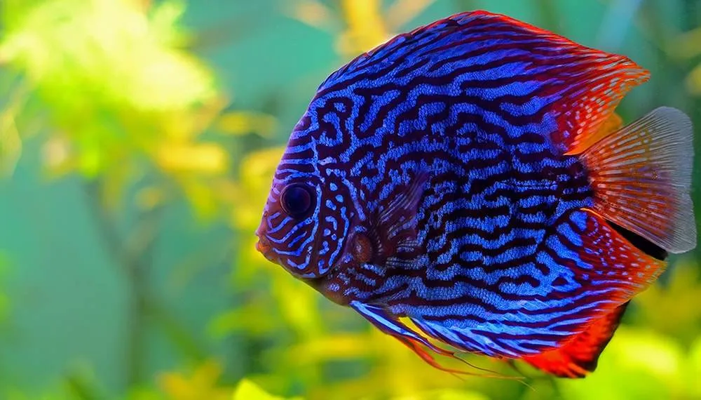 Le poisson discus