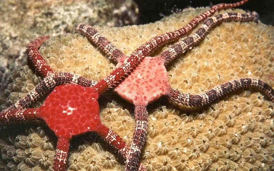 Ophiures d'un bac récifal