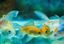 Renforcer le système immunitaire du poisson Renforcer le système immunitaire du poisson