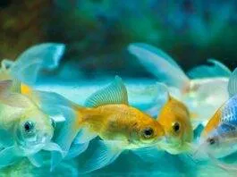 Renforcer le système immunitaire du poisson