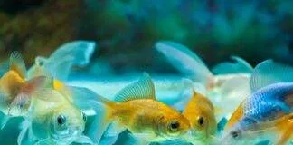 Renforcer le système immunitaire du poisson