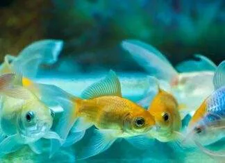 Renforcer le système immunitaire du poisson