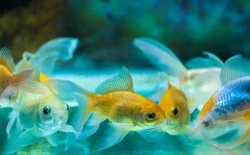 Renforcer le système immunitaire du poisson