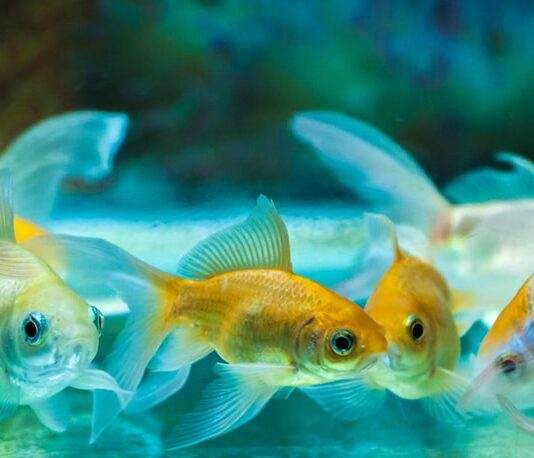 Renforcer le système immunitaire du poisson