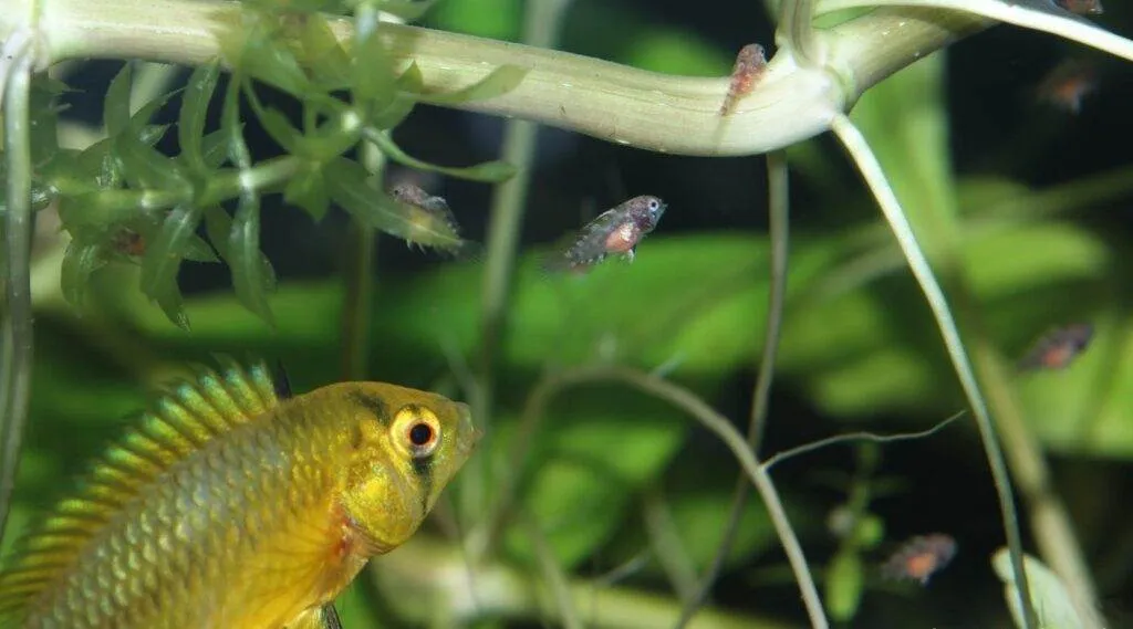 Reproduction poisson Apistogramma borellii