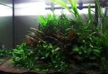 Un aquarium avec faible éclairage