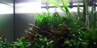 Un aquarium avec faible éclairage
