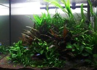 Un aquarium avec des plantes sans sol nutritif et faiblement éclairé Un aquarium avec faible éclairage