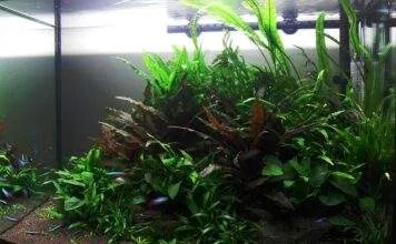 Un aquarium avec des plantes sans sol nutritif et faiblement éclairé Un aquarium avec faible éclairage