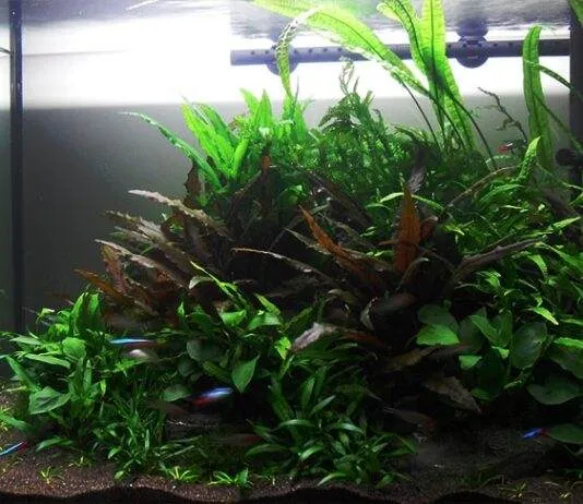 Un aquarium avec faible éclairage