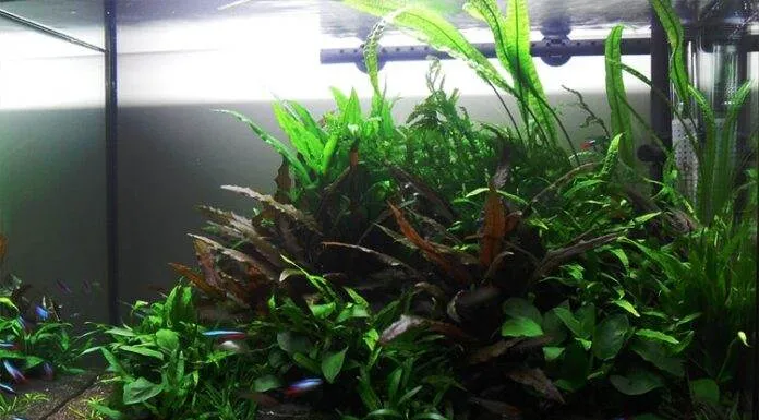 Un aquarium avec faible éclairage