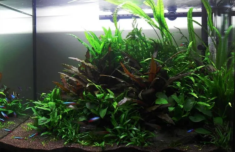 Un aquarium avec faible éclairage