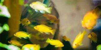 La reproduction des cichlidés africains incubateurs buccaux