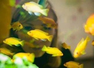 La reproduction des cichlidés africains incubateurs buccaux La reproduction des cichlidés africains incubateurs buccaux