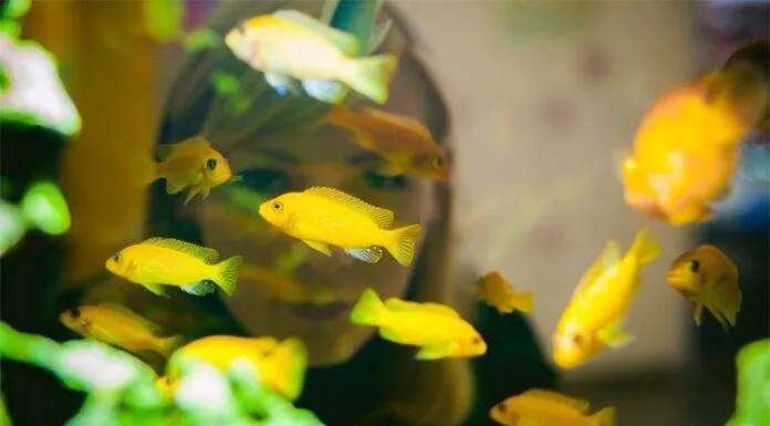 La reproduction des cichlidés africains incubateurs buccaux