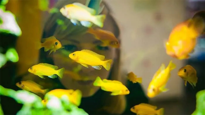 La reproduction des cichlidés africains incubateurs buccaux