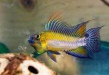 Conseils pour débuter avec les cichlidés nains sud américains cichlidés nains sud américains