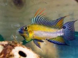 cichlidés nains sud américains