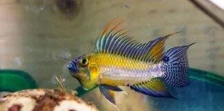 cichlidés nains sud américains