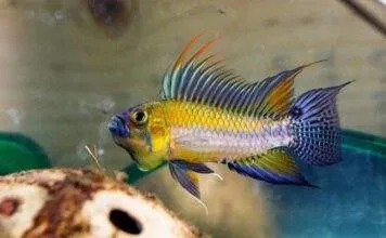 cichlidés nains sud américains