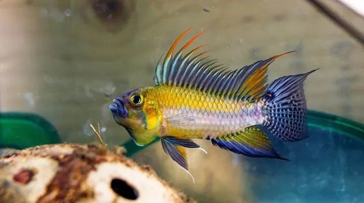 cichlidés nains sud américains