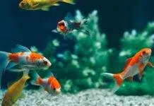 cohabitation de poisson rouge