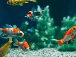 cohabitation de poisson rouge