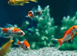cohabitation de poisson rouge