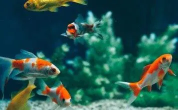 Aquarium communautaire avec poisson rouge possible ou pas ? cohabitation de poisson rouge