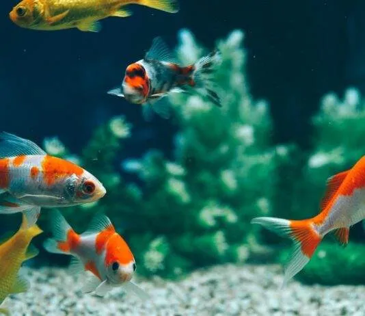 cohabitation de poisson rouge
