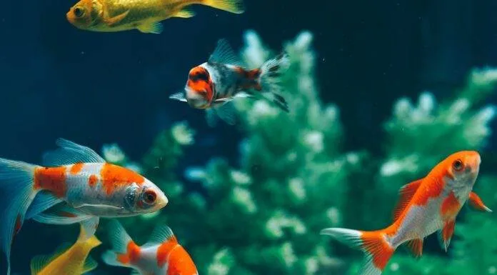 Aquarium communautaire avec poisson rouge possible ou pas ? cohabitation de poisson rouge