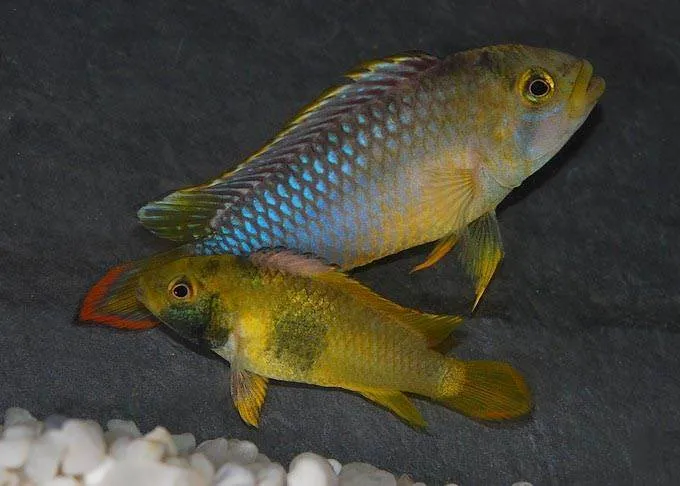 couple Apistogramma nijsseni