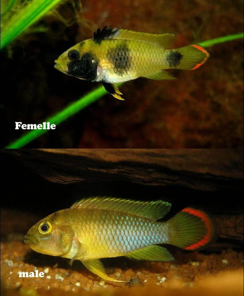 dimorphisme Apistogramma nijsseni