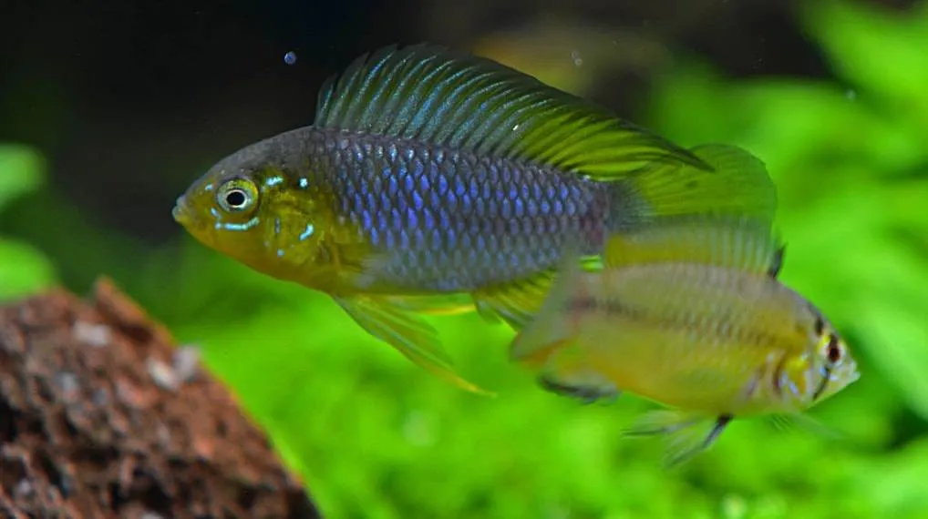 dimorphisme poisson Apistogramma borellii