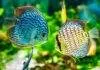 elevage poisson discus