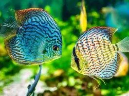 elevage poisson discus