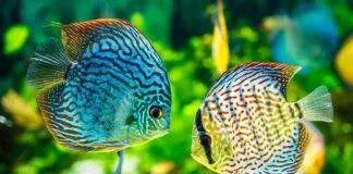 elevage poisson discus