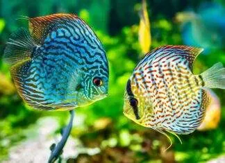 Discus d’élevage: quelques conseils pour se lancer elevage poisson discus