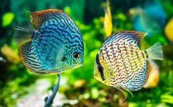 Discus d’élevage: quelques conseils pour se lancer elevage poisson discus