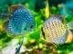 Discus d’élevage: quelques conseils pour se lancer elevage poisson discus
