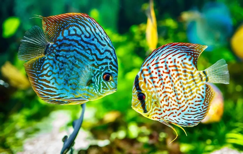 elevage poisson discus