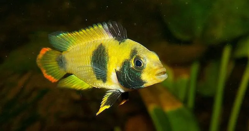 femelle Apistogramma nijsseni