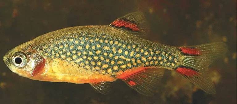femelle Galaxy Rasbora
