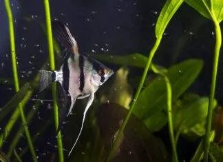 Technique pour réussir dans la reproduction des scalaires la reproduction de scalaire