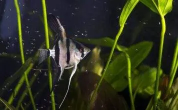 la reproduction de scalaire