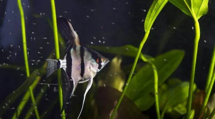 Technique pour réussir dans la reproduction des scalaires la reproduction de scalaire