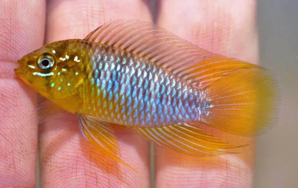 dimorphisme poisson Apistogramma borellii 2