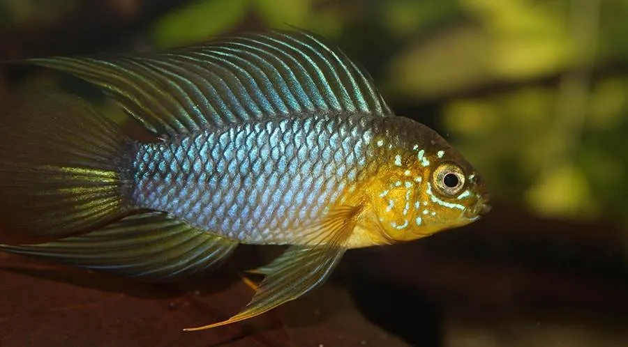 male Apistogramma borellii