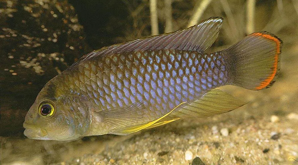 male Apistogramma nijsseni